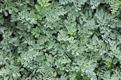 Herb rue leaves in close up Stock Photos
