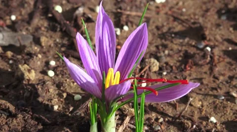 Herb, saffron crocus harvesting 스톡 동영상 44285746