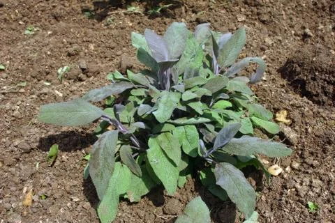 Herb sage Stock Photos
