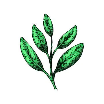 Herb sage sketch hand drawn vector Stock Illustration