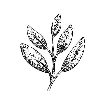 Herb sage sketch hand drawn vector Stock Illustration
