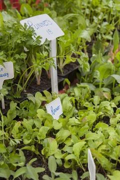 A herb section in a retail nursery Stock Photos
