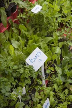 A herb section in a retail nursery Stock Photos