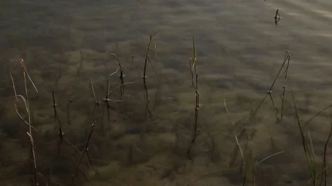 Herb on the shore of a lake Stock Footage