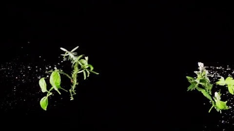 Herb Spice  collide on black background closeup in super slow motion Stock Footage 117211900