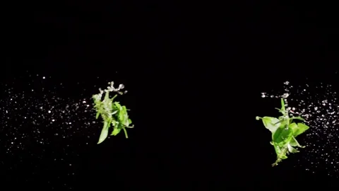 Herb Spice  collide on black background closeup in super slow motion Stock Footage 117211918