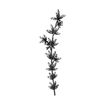 Herb thyme leaf sketch hand drawn vector Stock Illustration