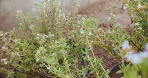 Herb Thyme in Pot Fresh Herbs Stock Footage 276675676
