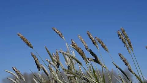 Herb in the wind Stock Footage 127718427