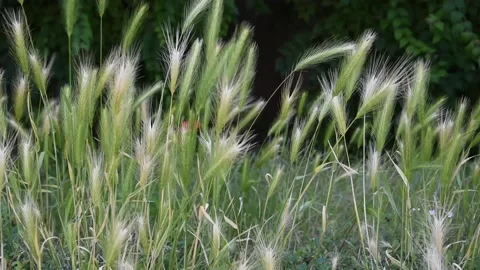 Herb in the wind Stock Footage 134206172