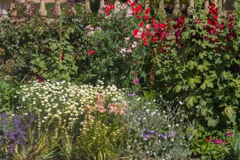 Herbaceous flower bed Stock Photos