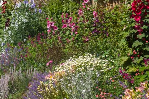 Herbaceous flower bed Stock Photos