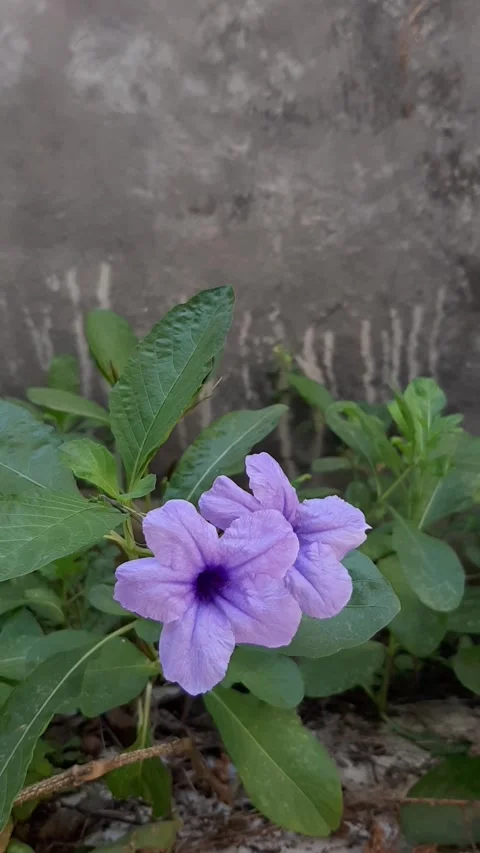 Herbaceous Plant, Vertical Stock Footage 243001992