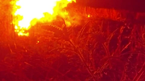 Herbaceous Plants Swaying in The Wind on a Background a Fire in the Darkness Stock Footage 74853731
