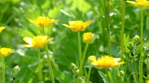 Herbaceous Wildflower Stock Footage 50140306