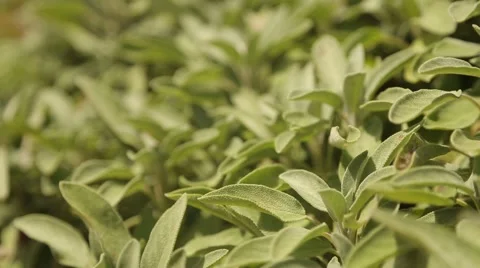 Herbage Garden with nice plants Stock Footage 58628279