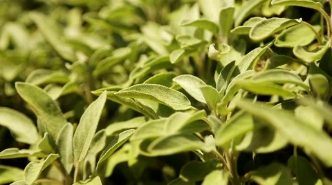 Herbage Garden with nice plants Stock Footage 58628376