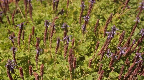 Herbage Garden, vegetable patch Video stock 58599821