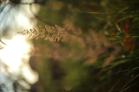 Herbage. 스톡 사진