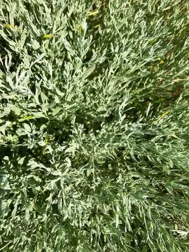 Herbal background. Stock Photos