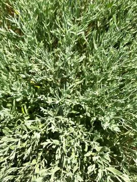 Herbal background. Stock Photos