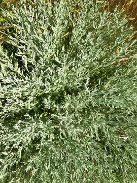 Herbal background. Stock Photos