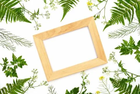 Herbal botanical background Stock Photos