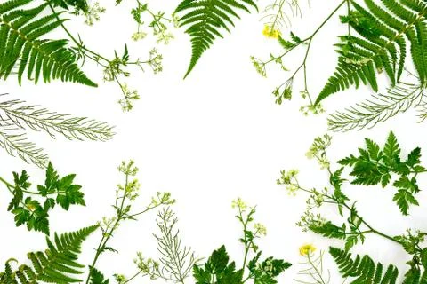 Herbal botanical background Foto stock