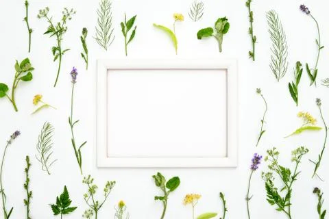 Herbal botanical background Stock Photos