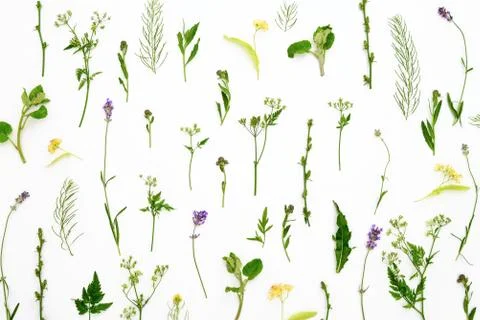Herbal botanical background Stock Photos