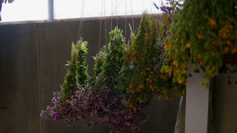 Herbal bouquets hang 库存影片 80359229