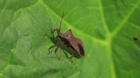 Herbal bug on a green leaf Stock Footage 50055952