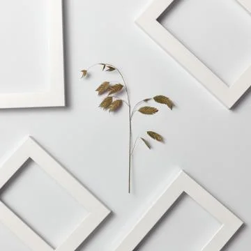 Herbal decorative pattern of leaf branch and empty frames on a light background. Stock Photos