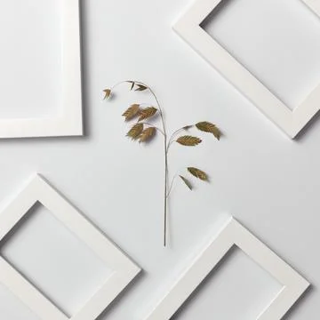 Herbal decorative pattern of leaf branch and empty frames on a light backgr.. Stock Photos