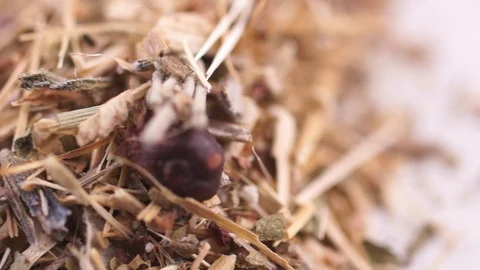 Herbal dry collection Stock Footage 120682910