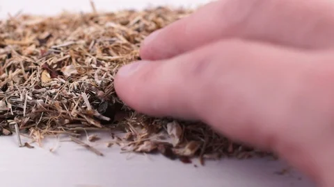 Herbal dry collection Stock Footage 120683053