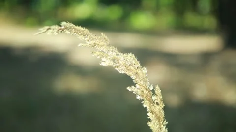 Herbal ear sways in the wind Stock Footage 54777722