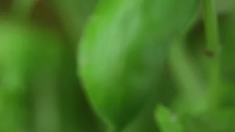 Herbal Stock Footage 131848127