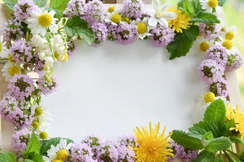 Herbal frame Foto stock