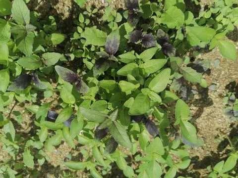 Herbal Harmony; A Study of Basil’s Vibrancy Stock-Fotos