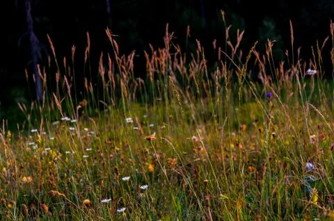 The herbal meadow Stock Photos