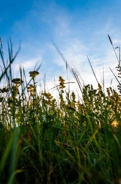 The herbal meadow Stock Photos