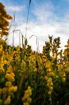 The herbal meadow Stock Photos