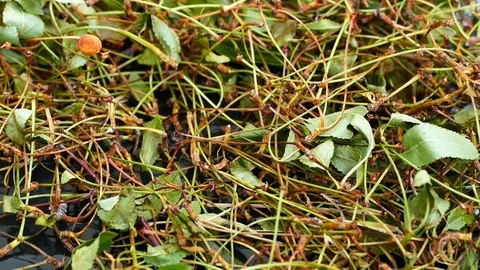 Herbal medicinal herbs, cherry garbage, alternative medicine, Vídeo Stock 93778390