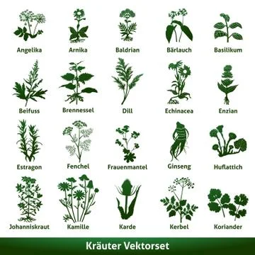Herbal medicinal vector set echinacea gentian johns wort Stock Illustration