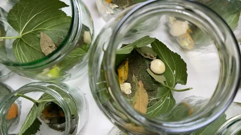 Herbal Medicine Jars Stock Footage 313363889