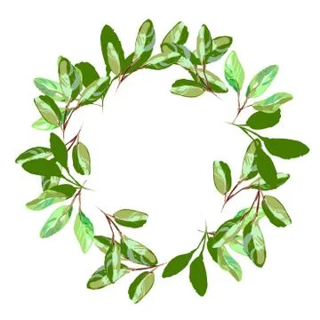 Herbal minimalistic round vector frame. Hand drawn plants, branches, leaves on Stock Illustration