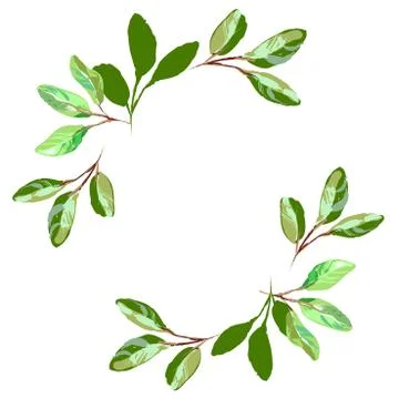 Herbal minimalistic vector frame. Hand drawn plants, branches, leaves on white Stock Illustration
