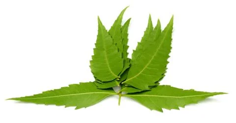 Herbal Neem leaf Stock Photos