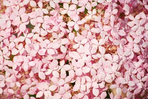 Herbal pattern of a pink hydrangea flowers and petals Foto stock